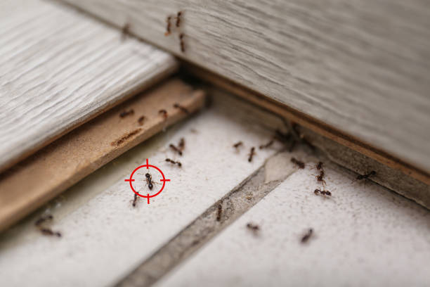 Trusted Jefferson, NC Pest Control Experts
