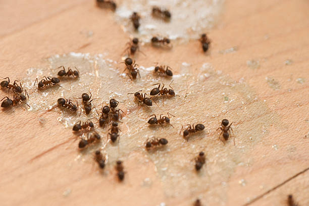 Best Termite Control Services  in Jefferson, NC