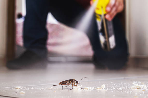 Best Cockroach Control Services  in Jefferson, NC